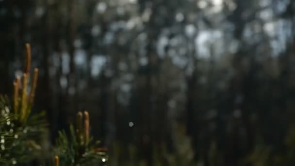 Goutte d'eau au ralenti tombant des branches de pin. Vue rapprochée — Video