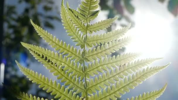 슬로우 모션은 푸른 하늘과 녹색 나무 배경 에 고사리 잎의 샷을 슬로. 하단 보기. — 비디오