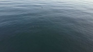 Bebekler ile yunusların havadan izleme çekimi. Yüzme ve atlama yunuslar üst görünümü.