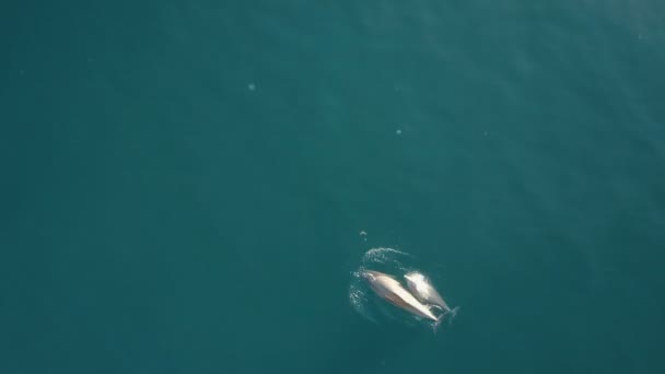 Aerial tracking shot of dolphins with babies. Top view of swimming and jumping Dolphins. — Stock Video