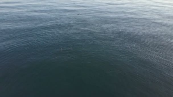 Lotnicze strzał śledzenia delfinów z dziećmi. Widok z góry na pływanie i skoki delfiny. — Wideo stockowe