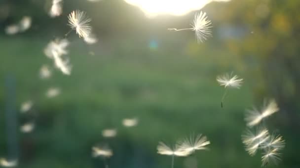 Au ralenti. Graines de pissenlit soufflées et dispersées par le vent contre l'herbe verte et le ciel bleu . — Video