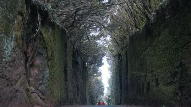 Giovane coppia ottimista corre tra le rocce da una strada coperta da alberi nel parco naturale di Anaga a Tenerife. Forte vento muove rami di alberi — Video Stock