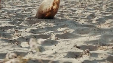 Aktif sportif yalınayak kadın Slow Motion bir kum plajında çalışır. Kadın fitness, koşu eğitimi ve spor aktivitesi