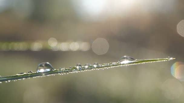 Fantastiques belles gouttes de pluie rosée scintillante au soleil sur des feuilles d'herbe verte fraîche — Video