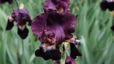 Yakın plan su damlaları yağmurdan sonra koyu mor zambak çiçeğine düşer..