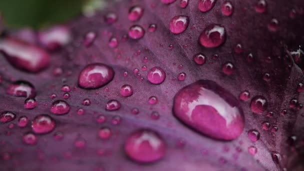 Close-up of Water drops on deep purple burgundy iris flower after rain. — Stock Video