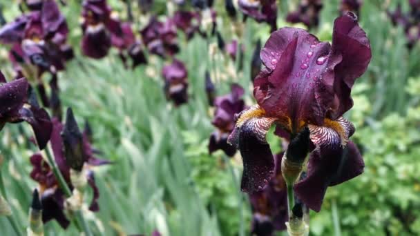 Närbild av vattendroppar på djup lila vinrött iris blomma efter regn. — Stockvideo