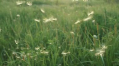 Yavaş hareket. Karahindiba tohumları şişirilmiş ve yeşil çim ve mavi gökyüzü karşı rüzgar tarafından dağılmış.