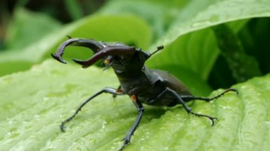 Yağmur sonra ıslak yeşil bırakın büyük erkek Stag Beetle, yavaş hareket.