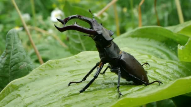 Duży męski chrząszcz jelenia na mokrej zieleni pozostawić po deszczu, powolny ruch. — Wideo stockowe