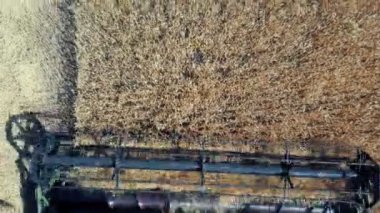 4k havadan üst yakın çekim birleştirme hasat toplama buğday gün batımı. Hasat tahıl alanı, kırpma sezonu. Gıda endüstrisi konsepti.