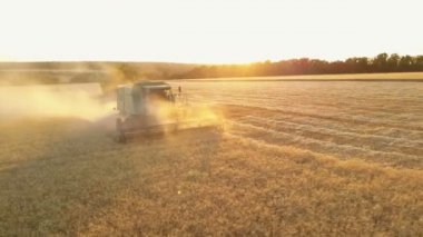 Gün batımında buğday toplayan Combine Harvester 'ın 4K hava görüntüsü. Hasat zamanı, hasat zamanı. Gıda endüstrisi kavramı.