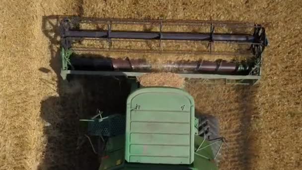 4K Aerial top Close-up view of Combine Harvester gathering wheat at sunset. Harvesting grain field, crop season. Food industry concept. — Stock Video