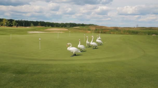 Група з шести білих лебедів ходити спокійно один за одним на зеленій галявині поле для гольфу. — стокове відео