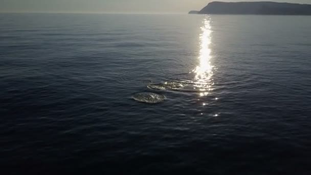 Foto aérea de delfines con bebés. Vista de la natación y los delfines saltando contra la hermosa puesta de sol . — Vídeo de stock