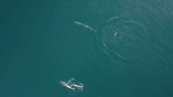 Aerial tracking shot of dolphins with babies. Top view of swimming and jumping Dolphins. — Stock Video