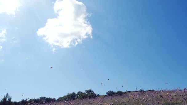 Muchas mariposas en Movimiento Lento sobre un campo contra el hermoso cielo azul. Cámara se mueve entre mariposas voladoras . — Vídeo de stock