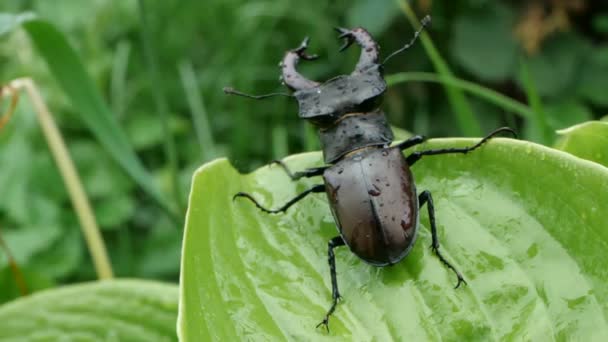 雨の後に濡れた緑の休暇に大きな雄のスタッグカブトムシ、スローモーション. — ストック動画