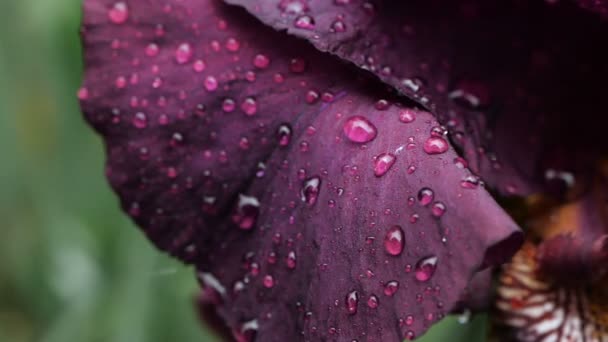 Gros plan sur les gouttes d'eau sur une fleur d'iris bordeaux pourpre profond après la pluie . — Video