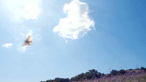 Massor av fjärilar i slow motion över ett fält mot vackra blå himmel. Kameran rör sig bland flygande fjärilar. — Stockvideo