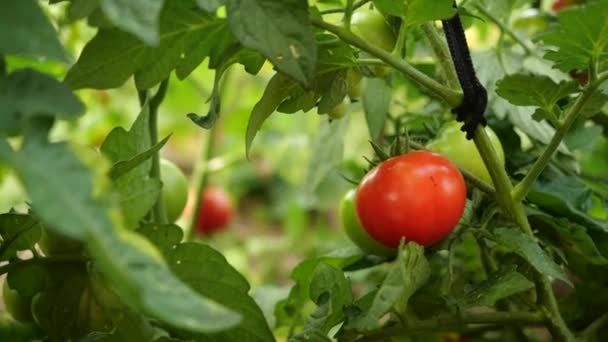 Çiftçi taze olgun domates hasat olgunlaştırmak için bitki üzerinde yeşil olanları bırakarak. Mans el taze domates alır. — Stok video