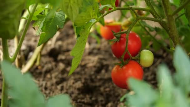 Der Landwirt erntet frische reife Tomaten, die grüne Tomaten an der Pflanze reifen lassen. Mann pflückt frische Tomaten. — Stockvideo