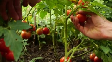 Çiftçi taze olgun domates hasat olgunlaştırmak için bitki üzerinde yeşil olanları bırakarak. Mans el taze domates alır.