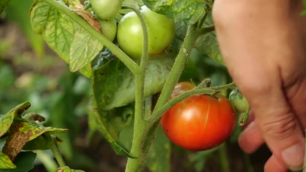Jordbrukaren skörd färska mogna tomater lämnar gröna sådana på anläggningen för att mogna. Mans hand plockar färska tomater. — Stockvideo