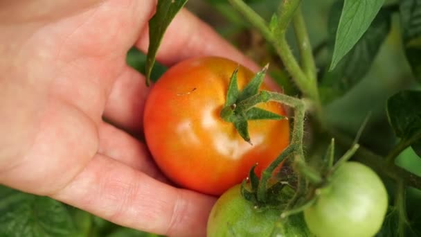 Boer oogst verse rijpe tomaten die groene planten op de plant laten rijpen. Mans hand Picks verse tomaten. — Stockvideo