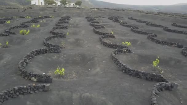 Drone shot de viñedos en suelo volcánico negro en Lanzarote. Vista panorámica aérea de la viticultura en La Geria en la isla de Lanzarote, Islas Canarias, España, Europa . — Vídeos de Stock