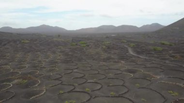 Lanzarote, Kanarya Adaları, İspanya, Avrupa'nın siyah volkanik topraklarında üzüm bağları havadan manzara.