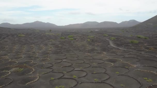 Flyg naturskön utsikt över vingårdar på svart vulkanisk jord av Lanzarote, Kanarieöarna, Spanien, Europa. — Stockvideo