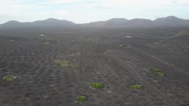 Drone shot de viñedos en suelo volcánico negro en Lanzarote. Vista panorámica aérea de la viticultura en La Geria en la isla de Lanzarote, Islas Canarias, España, Europa . — Vídeo de stock