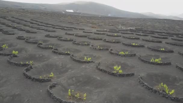 Drone shot di vigneti su terreno vulcanico nero a Lanzarote. Veduta aerea panoramica della viticoltura a La Geria sull'isola di Lanzarote, Isole Canarie, Spagna, Europa . — Video Stock