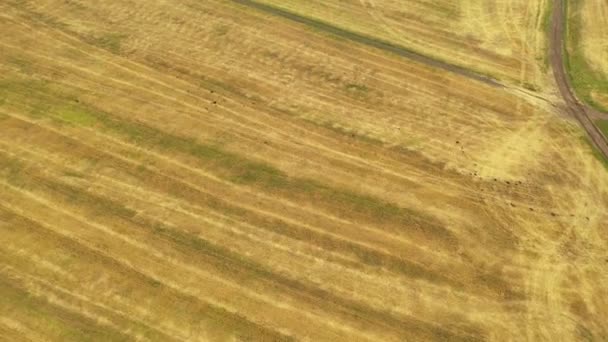 Flygbild av vetefält efter skörd, skog och by. Europeiska vetefält. — Stockvideo