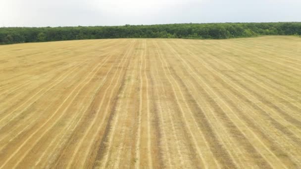 Flight over a striped wheat field after harvest towards green forest in late summer. — Stock Video