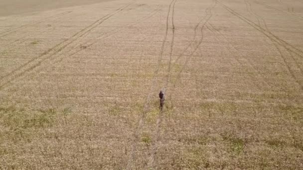 Captura aérea de seguimiento de un hombre en bicicleta en el centro de un campo de trigo durante el día . — Vídeo de stock