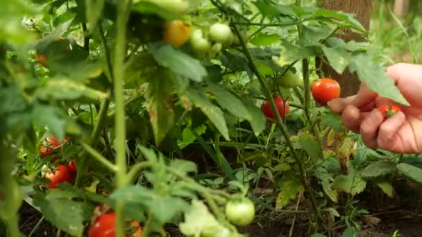 農家は熟すために植物に緑のものを残して新鮮な熟したトマトを収穫しています。マンスハンドは新鮮なトマトを選ぶ. — ストック動画