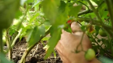 Çiftçi taze olgun domates hasat olgunlaştırmak için bitki üzerinde yeşil olanları bırakarak. Mans el taze domates alır.