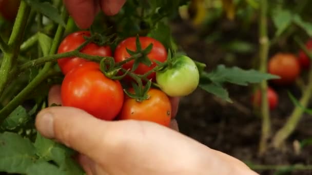 Farmer is harvesting fresh ripe tomatoes leaving green ones on the plant to ripen. Mans hand picks fresh tomatoes. — Stock Video