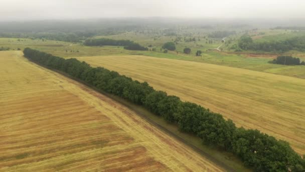 Voo sobre um campo de trigo listrado após a colheita no outono . — Vídeo de Stock