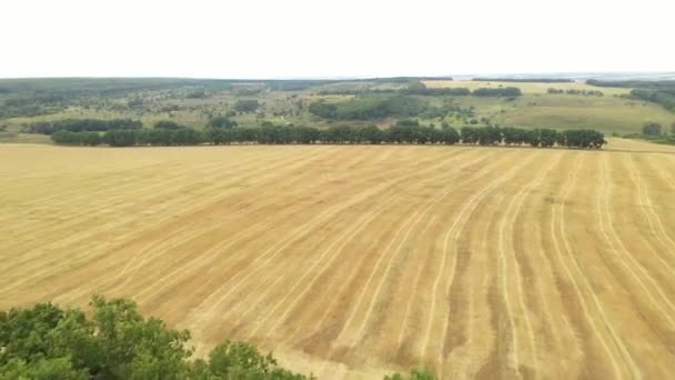 Snabb flygning över en skog och ett randigt vetefält efter skörd på hösten. — Stockvideo