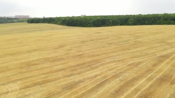 Flug über ein gestreiftes Weizenfeld nach der Ernte im Herbst. Gebäude einer Großstadt am Horizont — Stockvideo