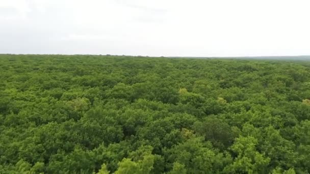 Low drone flight over green forest on summer day in windy weather. Big trees are moved by the wind. — Stock Video