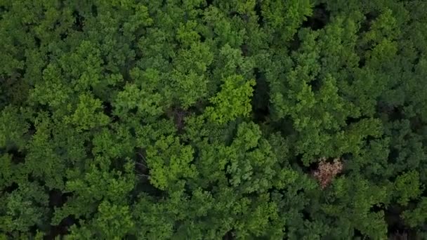 Low drone flight over green forest on summer day. Aerial top view of big oak forest. — Stock Video