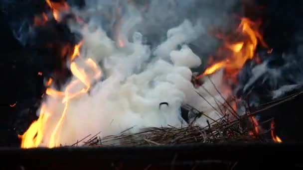 Cierre las llamas de hoguera de fuego de camping, leña en cámara lenta. Llamas de fuego en fogata . — Vídeos de Stock