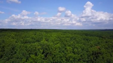 Yaz gününde yeşil orman üzerinde düşük drone uçuş. Büyük meşe ormanının havadan görünümü.