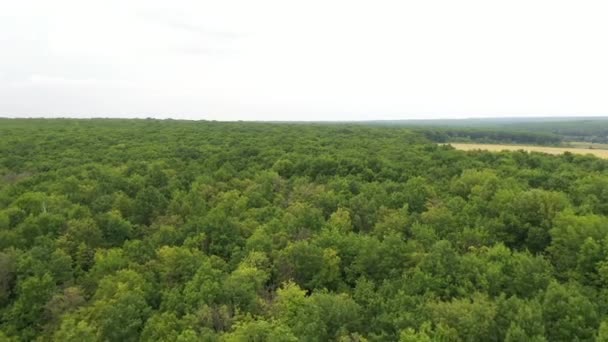 Lage drone vlucht over groen bos op zomerdag in winderig weer. Grote bomen worden door de wind bewogen. — Stockvideo