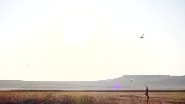 Widok z ruchomego samochodu na Seagulls Flying over pola i jeziora w zwolnionym tempie — Wideo stockowe